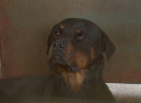 Cão da raça rottweiler que matou idosa, está 'saudável' e deverá ser encaminhado para a adoção